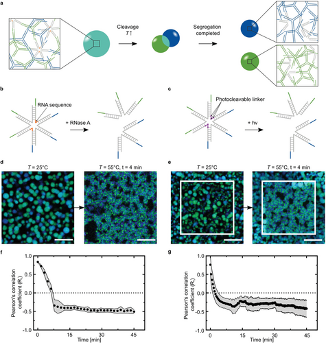 A DNA Segregation Module for Synthetic Cells