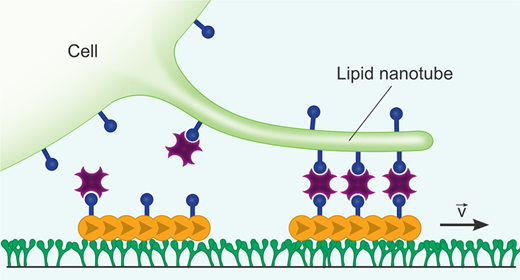 Actomyosin-Assisted Pulling of Lipid Nanotubes from