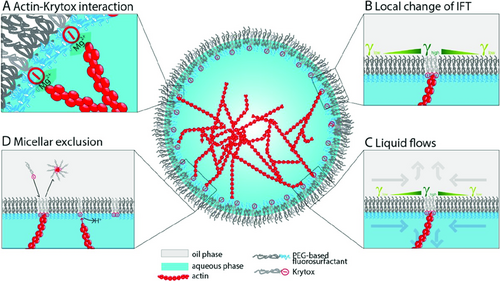Autonomous Directional Motion of Actin-Containing Cell-Sized Droplets