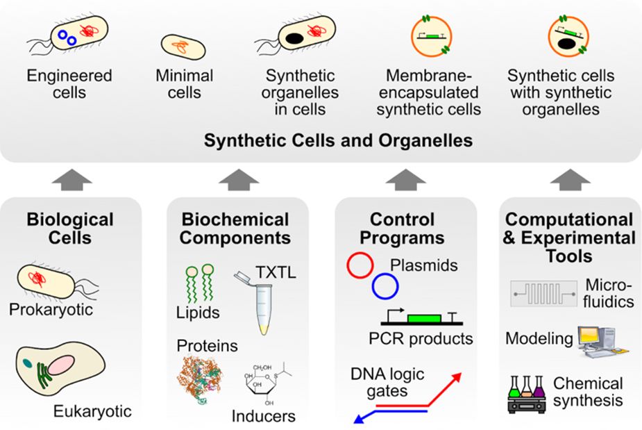 Building a community to engineer synthetic cells and organelles from the bottom-up