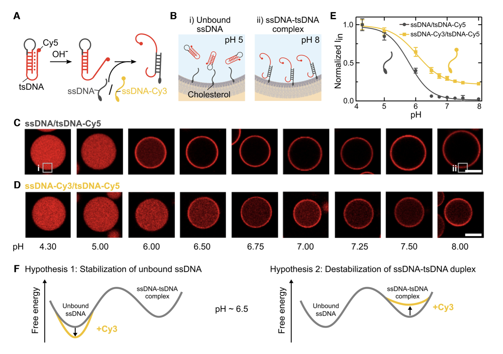 Choice of fluorophore affects dynamic DNA nanostructures