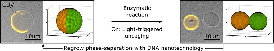 Division and Regrowth of Phase-Separated Giant Unilamellar Vesicles