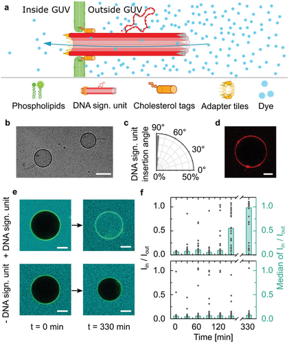 DNA Origami Signaling Units Transduce Chemical and Mechanical Signals in Synthetic Cells