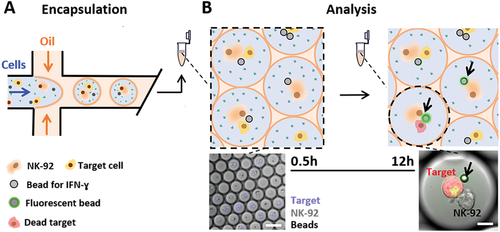 Droplet-Based Combinatorial Assay for Cell Cytotoxicity and Cytokine Release Evaluation