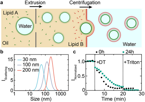 Engineering Asymmetric Nanoscale Vesicles for mRNA and Protein Delivery to Cells