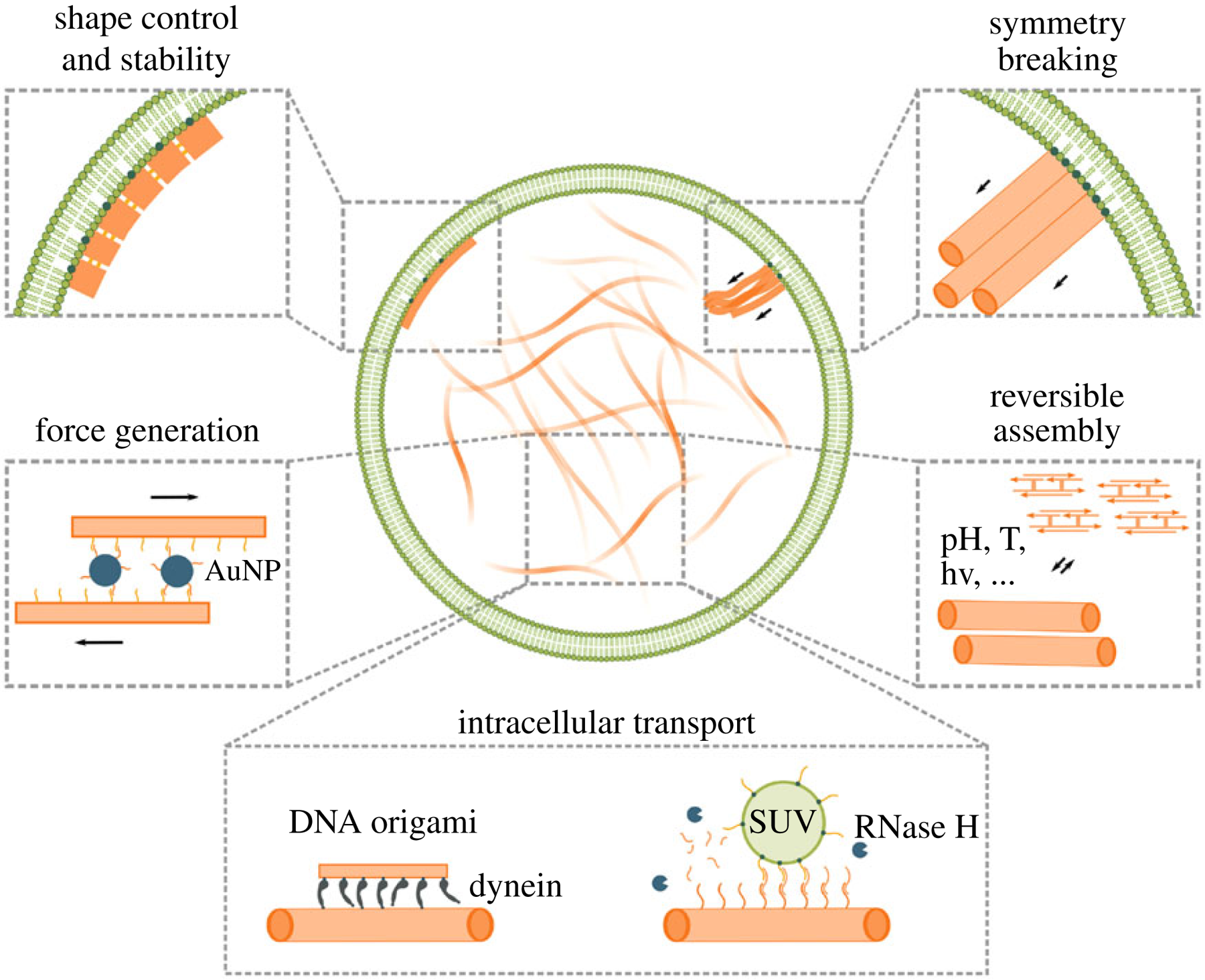 Engineering DNA-based cytoskeletons for synthetic cells