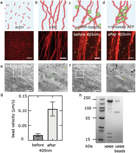 Engineering Light-Responsive Contractile Actomyosin Networks with DNA Nanotechnology