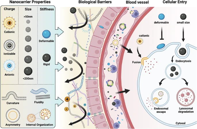 Engineering the biophysical properties of lipid nanostructures for drug delivery