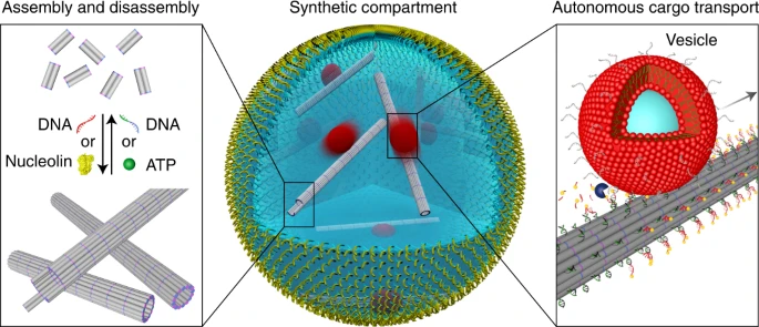 Functional DNA-based cytoskeletons for synthetic cells