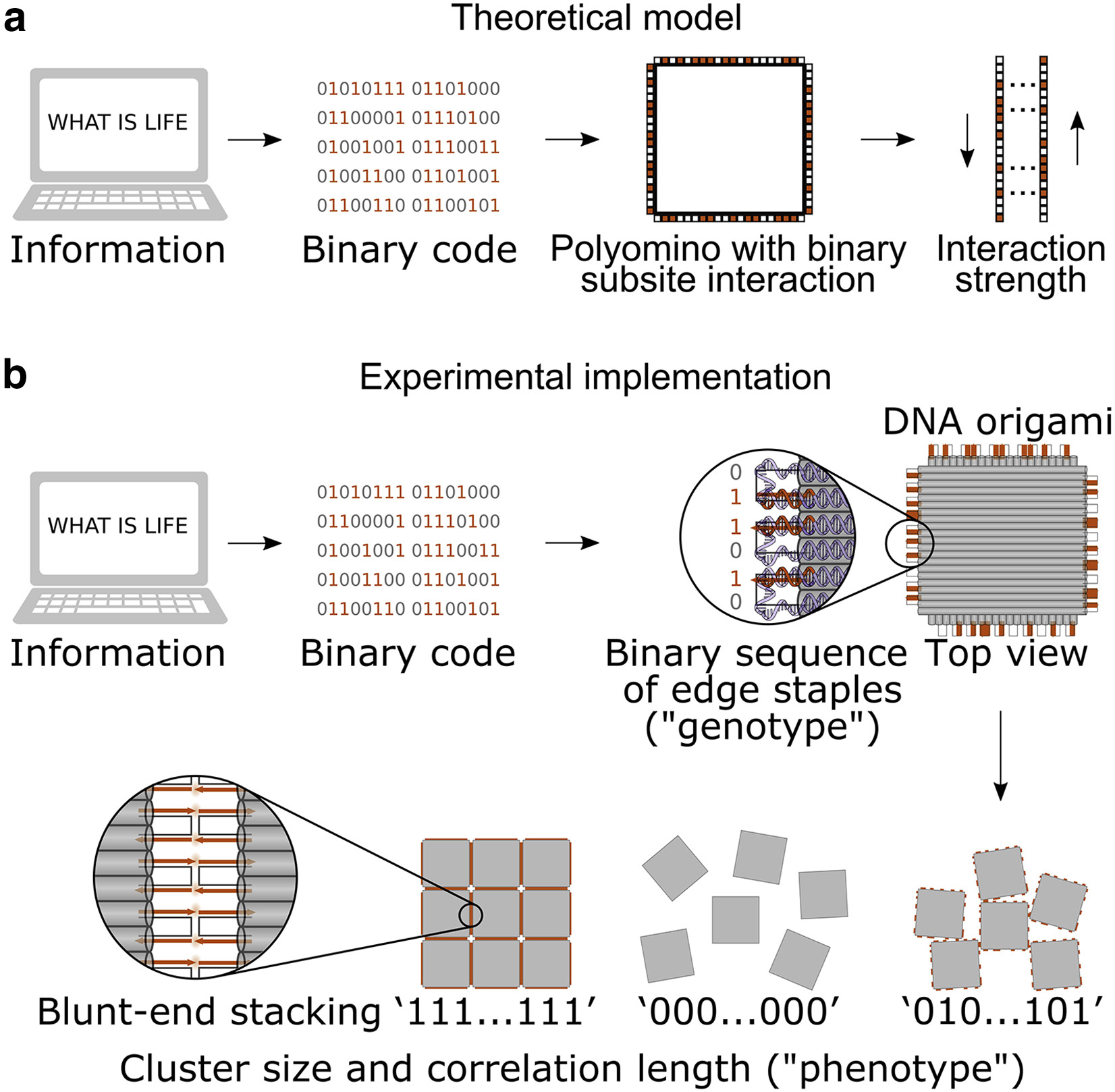 Genotype-phenotype mapping with polyominos made from DNA origami tiles