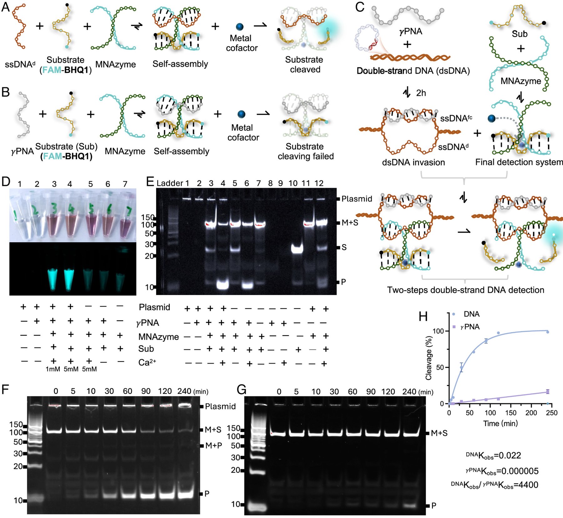 High-sensitivity, protein-independent detection of dsDNA sequences