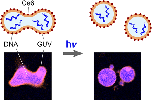 Light-Triggered Cargo Loading and Division of DNA-Containing