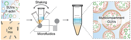 pH-Triggered Assembly of Endomembrane Multicompartments