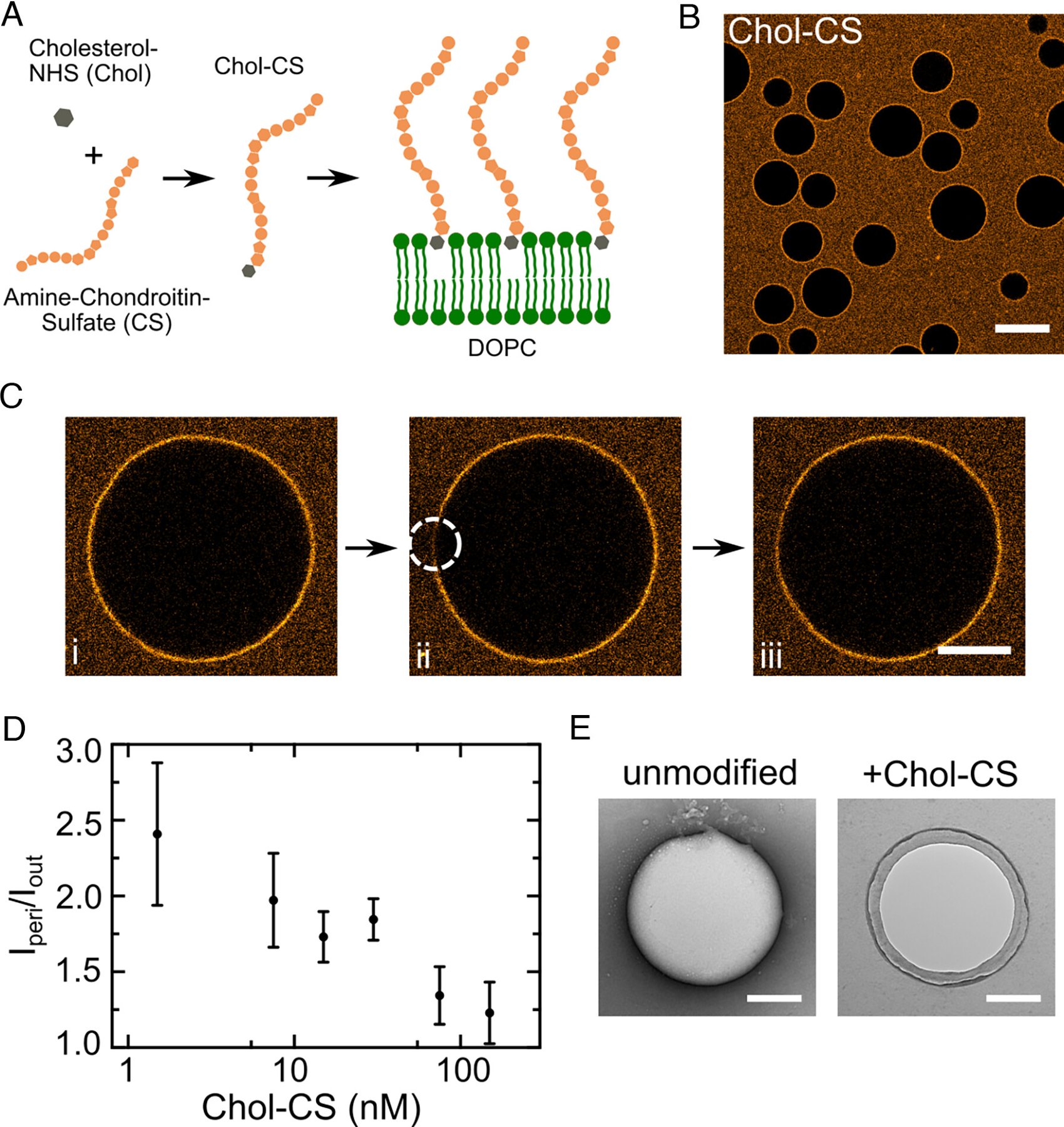 Polysaccharide functionalization reduces lipid vesicle stiffness