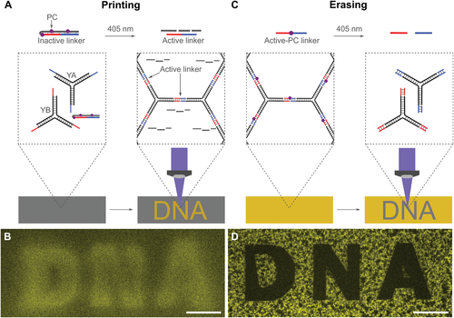 Printing and Erasing of DNA-Based Photoresists Inside Synthetic Cells