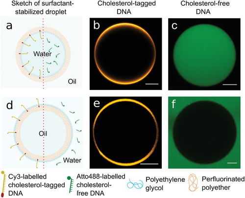 Programmable Functionalization of Surfactant-Stabilized Microfluidic Droplets via DNA-Tags