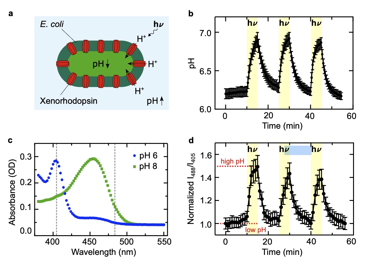 Proton gradients from light-harvesting E. coli control DNA assemblies for synthetic cells