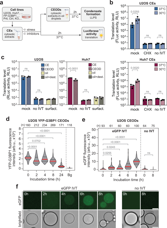 Stress granule phase separation in stress-responsive cytosolic extract-in-oil droplets