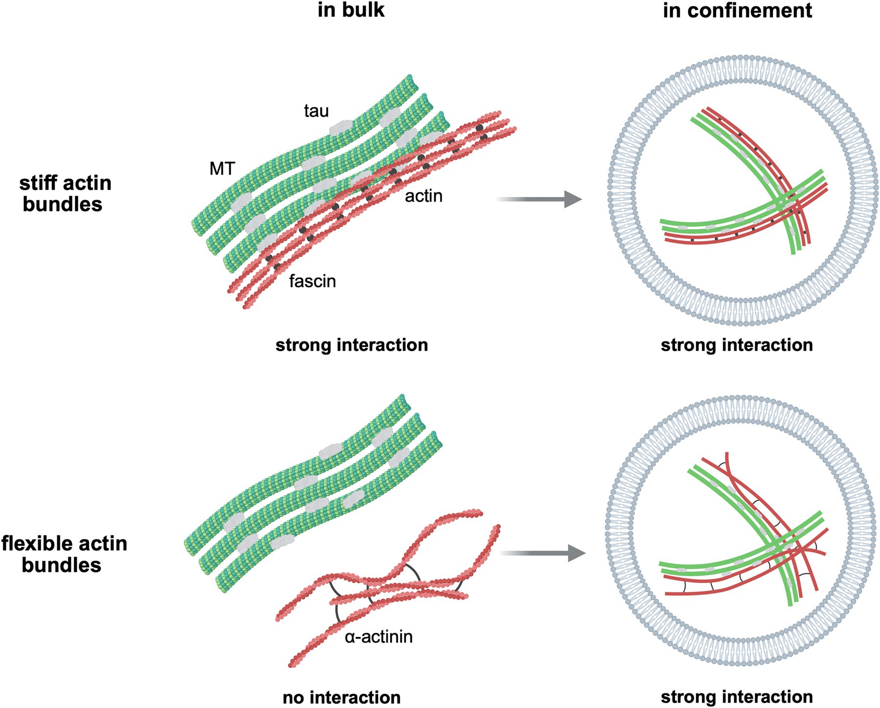 Tau as a matchmaker of the cytoskeleton