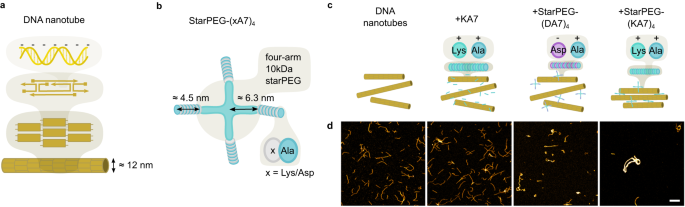 Triggered contraction of self-assembled micron-scale DNA nanotube rings