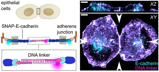 Tuning Epithelial Cell–Cell Adhesion and Collective