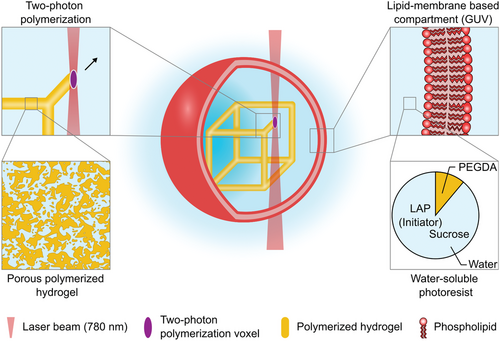Two-Photon 3D Laser Printing Inside Synthetic Cells
